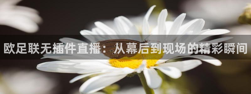 88看球nba直播高清：欧足联无插件直播：从幕后到现场的精彩瞬间